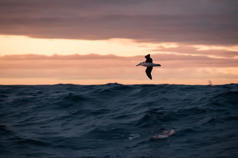 Leg 7 from Auckland to Itajai, day 14 on board AkzoNobel. 30 March,. A wandering albatross. - photo © James Blake / Volvo Ocean Race