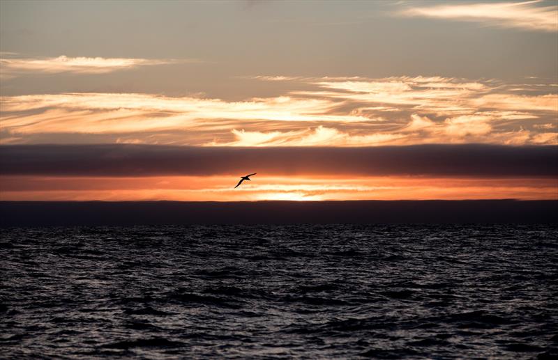 Albatross wanders at sunset in the Southern Ocean - photo © Konrad Frost | Volvo Ocean Race