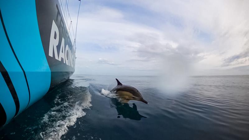 The Ocean Race VO65 Sprint Cup 2022-23 - 17 June, 2023 Stage 3 Day 2 onboard Mirpuri/Trifork Racing Team; dolphins keeping company photo copyright Danny Inkyov / Mirpuri/Trifork Racing Team / The Ocean Race taken at  and featuring the Volvo One-Design class
